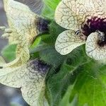 Hyoscyamus niger Çiçek