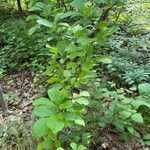 Pourthiaea villosa Blatt