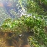 Elodea nuttallii Hábito