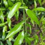 Danae racemosa Leaf