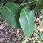 Passiflora laurifolia Leaf