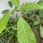 Tabebuia rosea Leaf