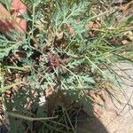 Cymopterus longipes Diğer