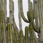 Euphorbia canariensis Autre