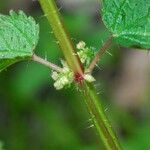 Urtica chamaedryoides Casca