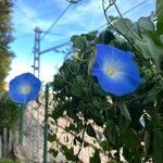 Ipomoea tricolor Folha