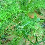 Cyperus hortensis 整株植物