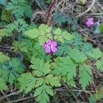 Geranium robertianum Blad