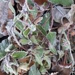 Campanula trachelium Blad