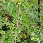 Prunus mahaleb Blatt