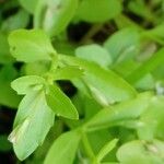 Lindernia dubia 葉