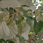 Tilia tomentosa Leaf