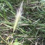 Hordeum secalinum Leht