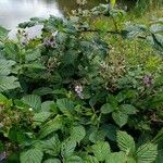 Rubus ulmifolius Hábito