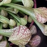 Sarracenia psittacina Yaprak