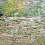 Festuca myuros Floare