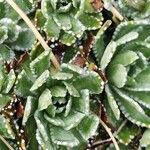 Saxifraga paniculata पत्ता