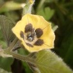 Physalis peruvianaFlor