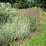 Schizachyrium scoparium Blatt