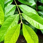 Syzygium polyanthum Leaf