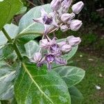 Calotropis gigantea Blüte