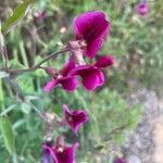 Lathyrus tingitanusBlomma