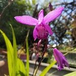 Bletilla striataKvět