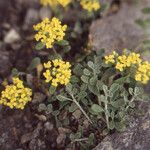 Alyssum alpestre Yeri