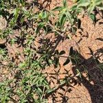 Barleria volkensii Leaf