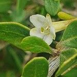 Lycium shawii Flower