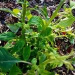 Crassocephalum crepidioides Blatt