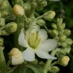 Verbascum lychnitis Virág