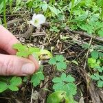 Anemone quinquefoliaBlomst