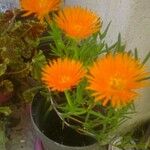 Lampranthus glaucoides 花