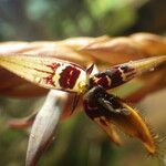 Bulbophyllum schinzianum Цветок