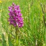 Dactylorhiza majalisЦветок