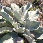 Verbascum boerhavii Feuille