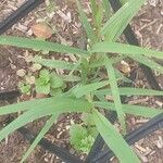 Setaria verticillata Blatt