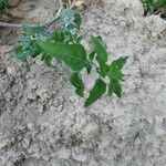 Chenopodium vulvaria Leaf