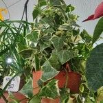Senecio macroglossus Hoja