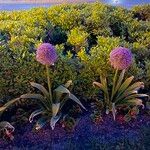 Allium giganteum花