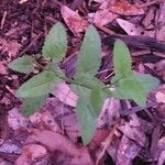 Stachys floridana Blad