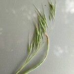 Anisantha tectorum 花