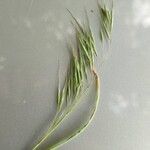 Bromus tectorum Flower