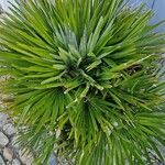 Chamaerops humilis Hábitos