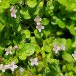 Mentha requienii Leaf