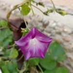 Ipomoea purpureaFlower