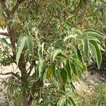 Croton flavens Blad