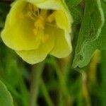 Pavonia gallaensis Blomst