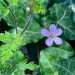 Geranium robertianum Other